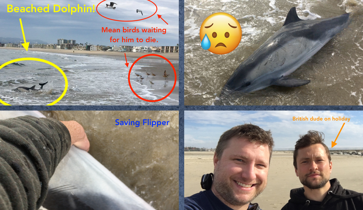 saving_dolphin-final.jpg